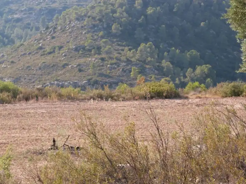 Finca rústica en venta en Calaceite