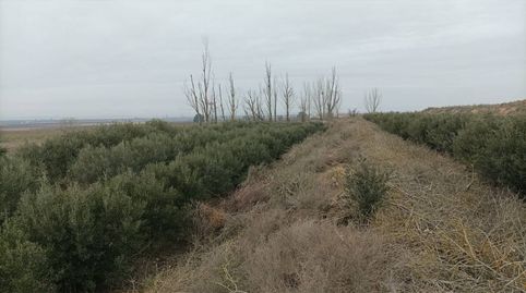 FINCA DE REGADIO CON CASETA DE PIEDRA Y FACIL ACCESO, imatge 4