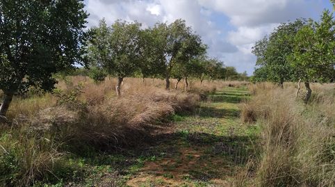 FINCA RÚSTICA, immagine 2