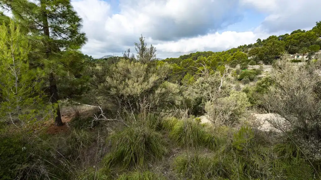 Rural land for sale in Puigpunyent, imagen 8