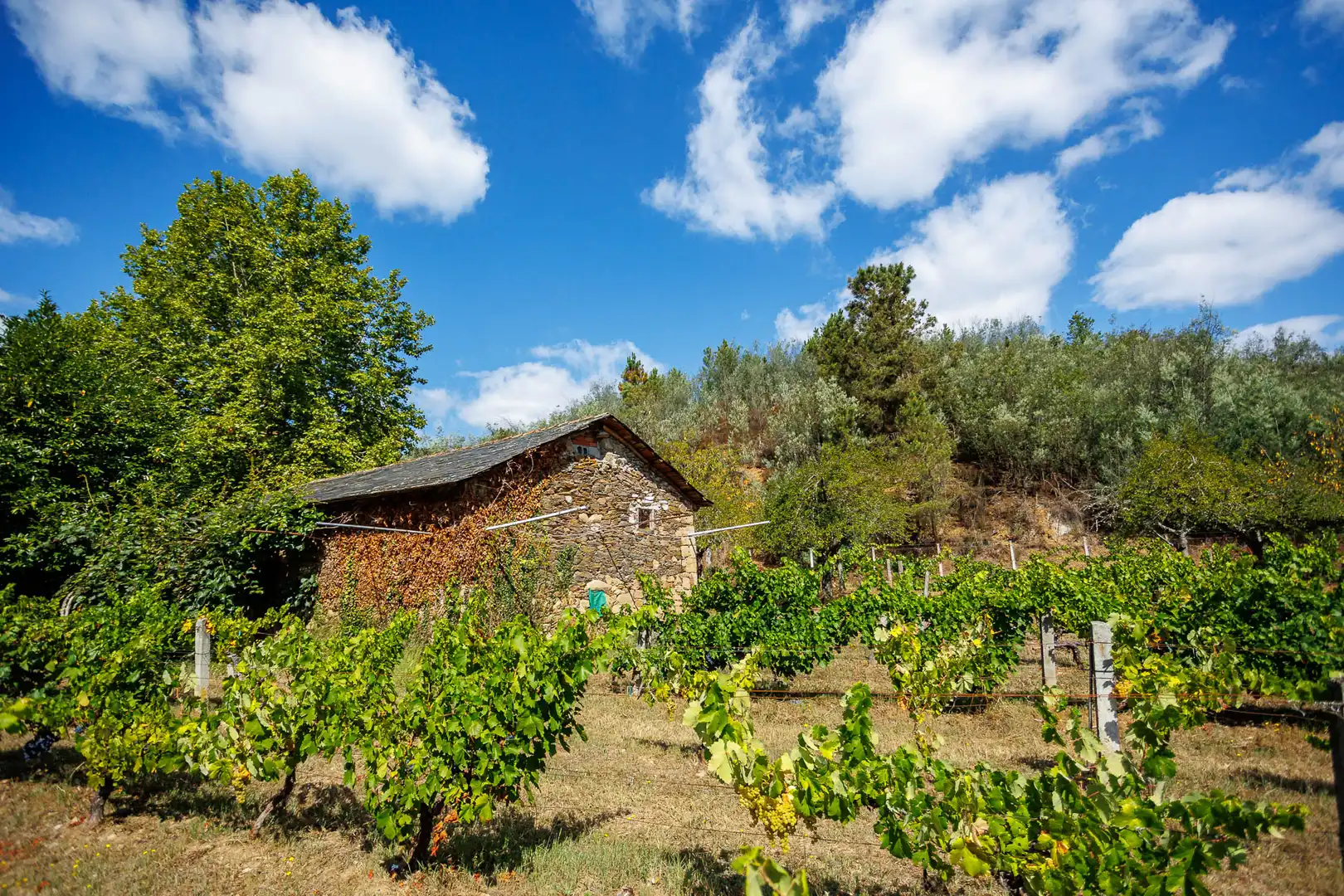 Geschaftsraum zum Verkauf in Monforte de Lemos