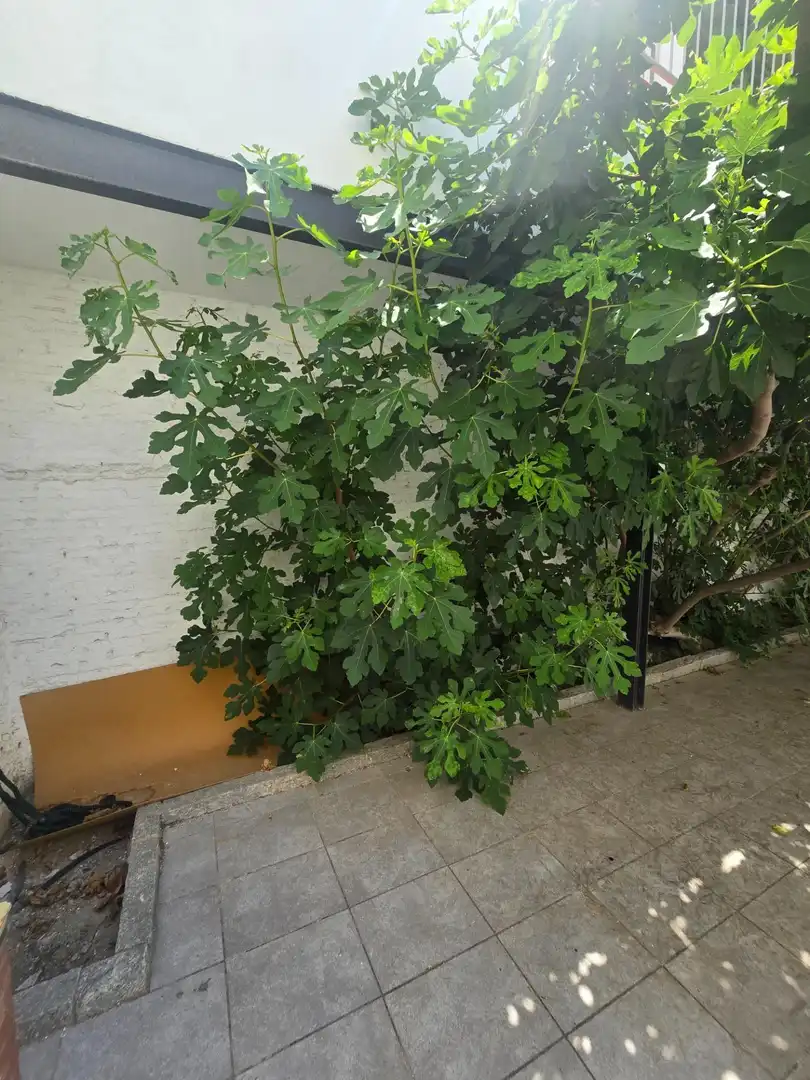 Garden of Ground floor for rent in El Masnou  with Air Conditioner, Heating and Private garden
