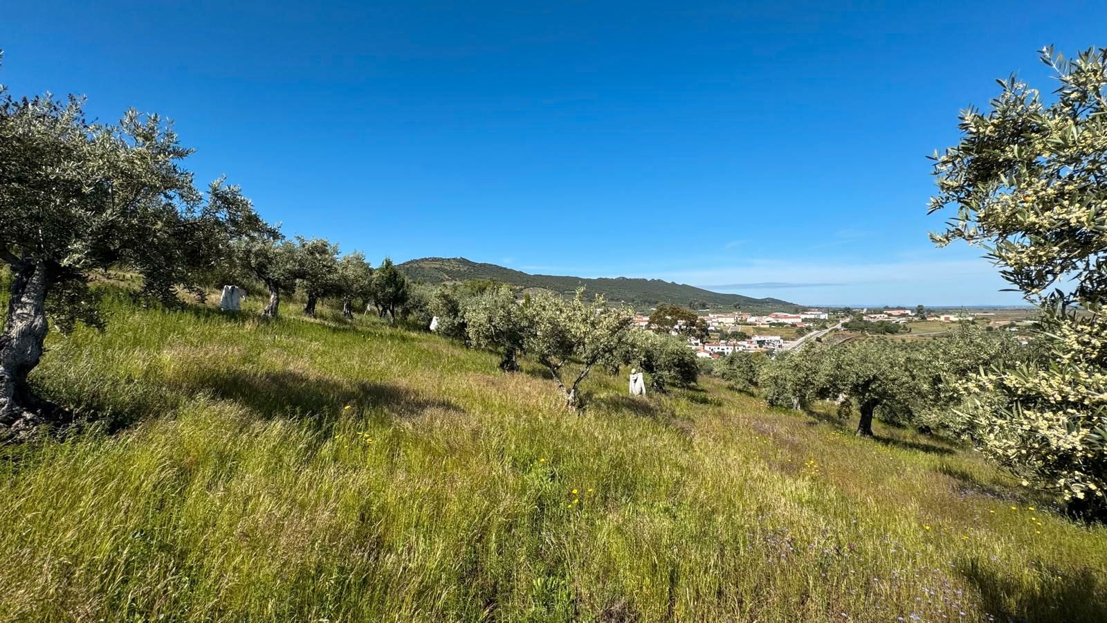 Terreno en venta en Aliseda