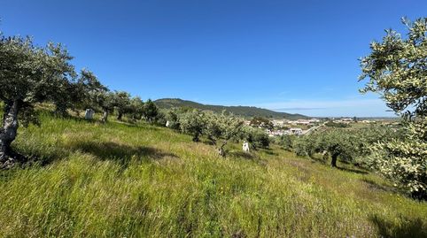 Olivar en Aliseda