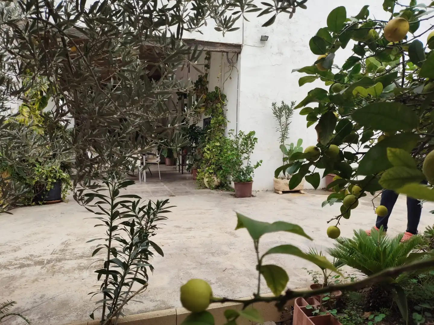 Jardí de Casa o xalet en venda en Elche / Elx amb Jardí privat i Moblat