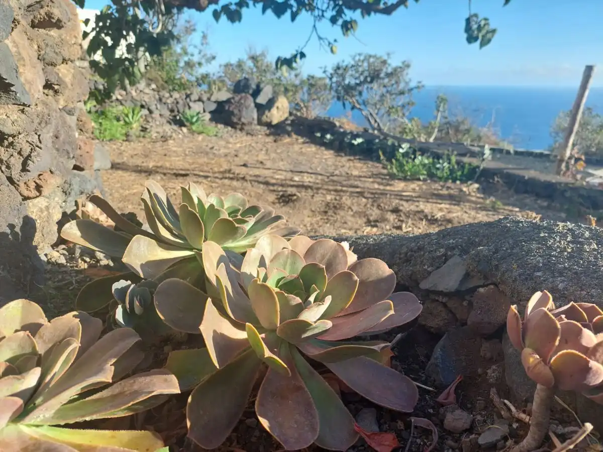 Jardín de Casa o chalet en venta en Frontera con Terraza y Trastero