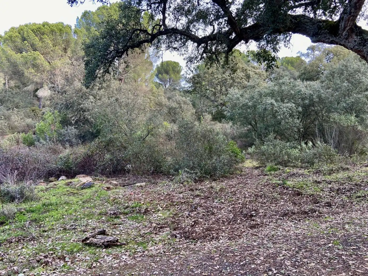 Finca rústica en venta en Córdoba