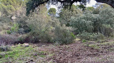 Foto 3 de Finca rústica en venta en Santa Maria de Trassierra, Córdoba Capital