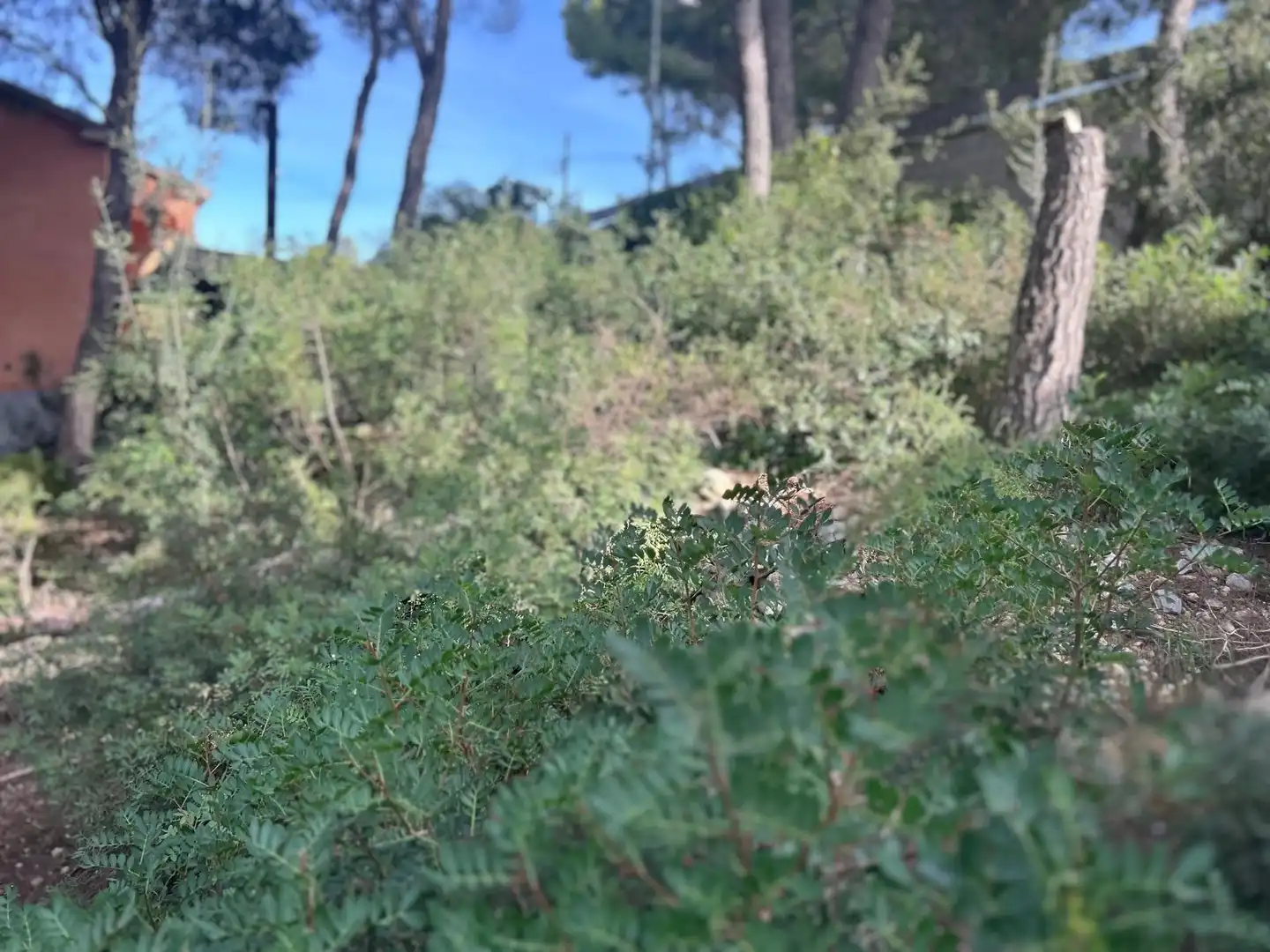 Lands and plots for sale in Segur de Calafell, imagen 16