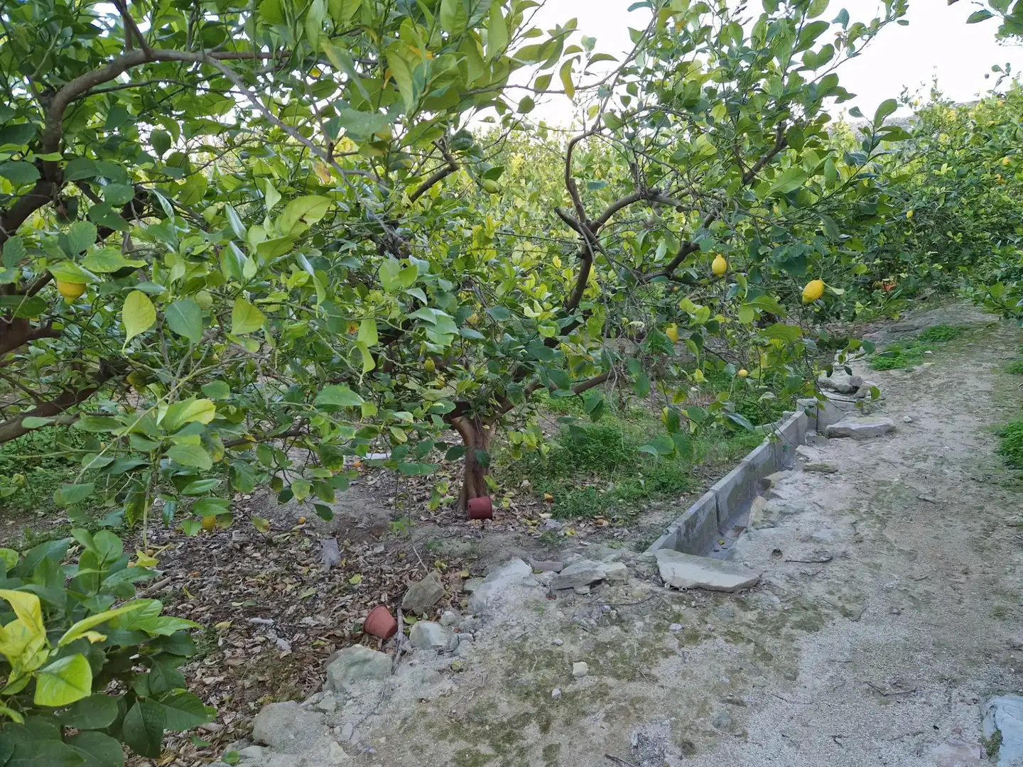 Land for sale in Villanueva del Río Segura