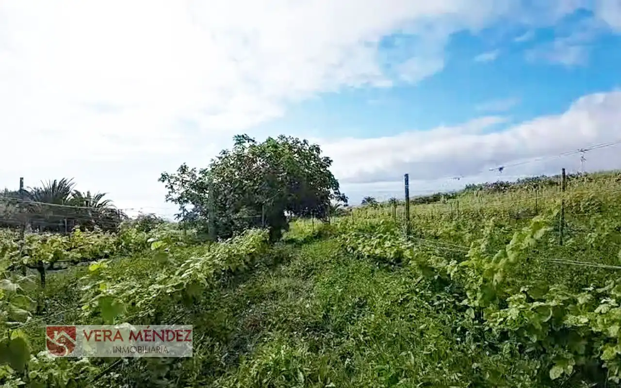 Finca rústica en venta en El Sauzal