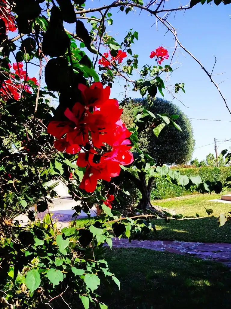 Jardín de Casa o chalet en venta en L'Alcúdia de Crespins con Piscina