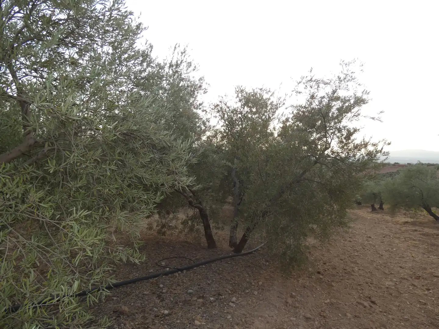 Terreni e lotti in vendita a Cogollos de la Vega, imagen 4