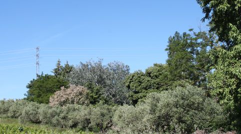 Foto 5 de Terreny en venda a Tafalla - Camino Falces, Tafalla, Navarra