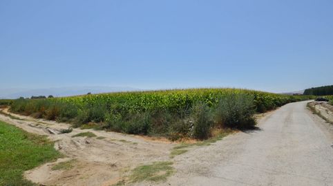 FINCA RUSTICA DE RIEGO EN BELICENA