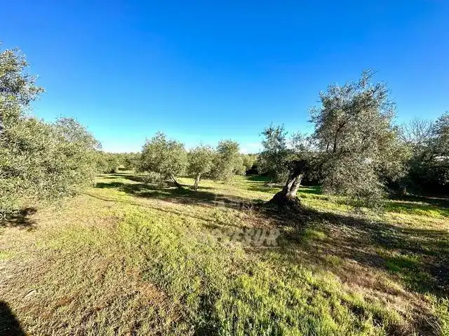 Finca rústica en venta en Adamuz