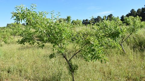 Finca rústica en Valderrobres, immagine 4