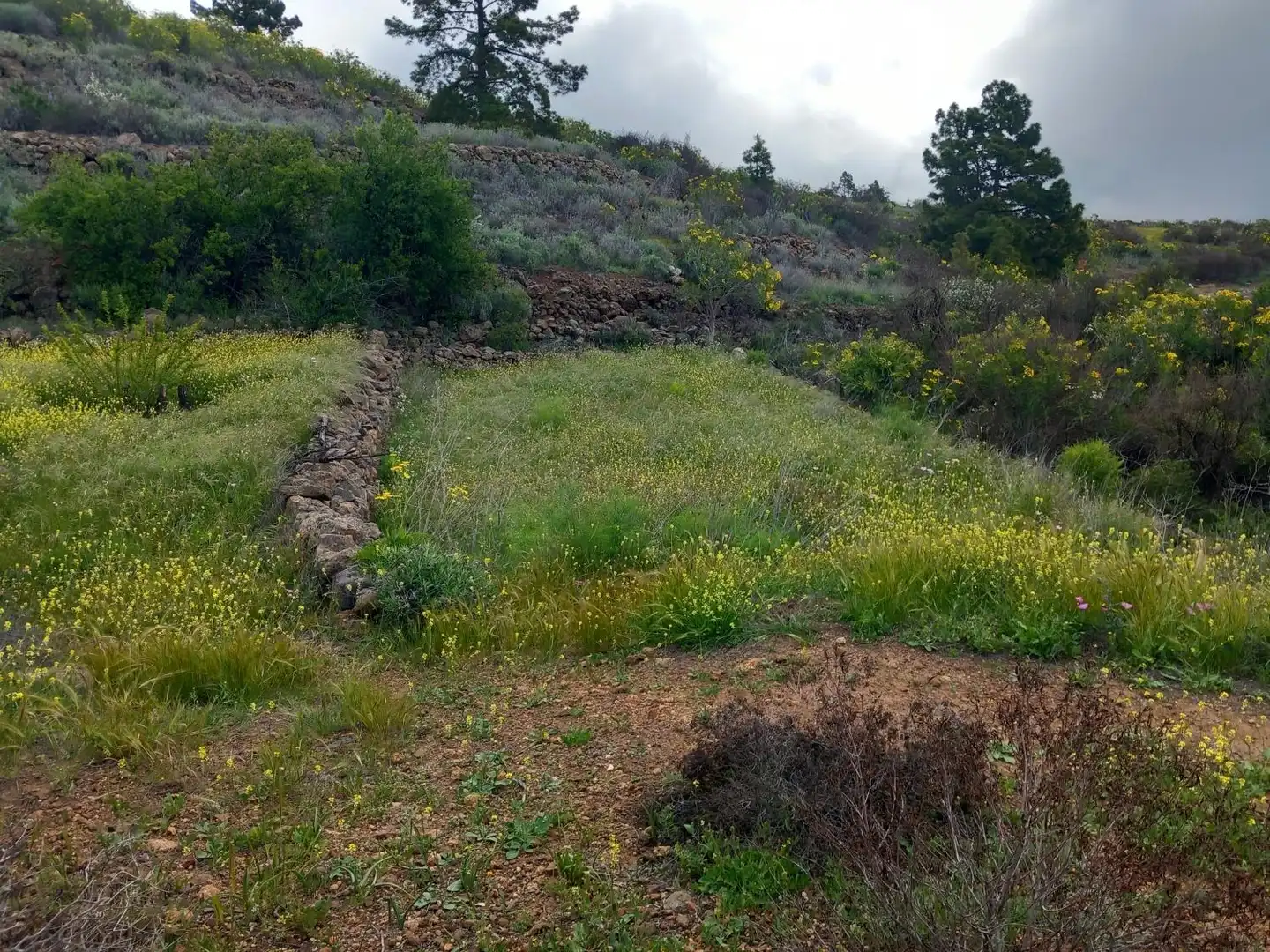Terreno rústico en venta en Vilaflor de Chasna, imagen 6