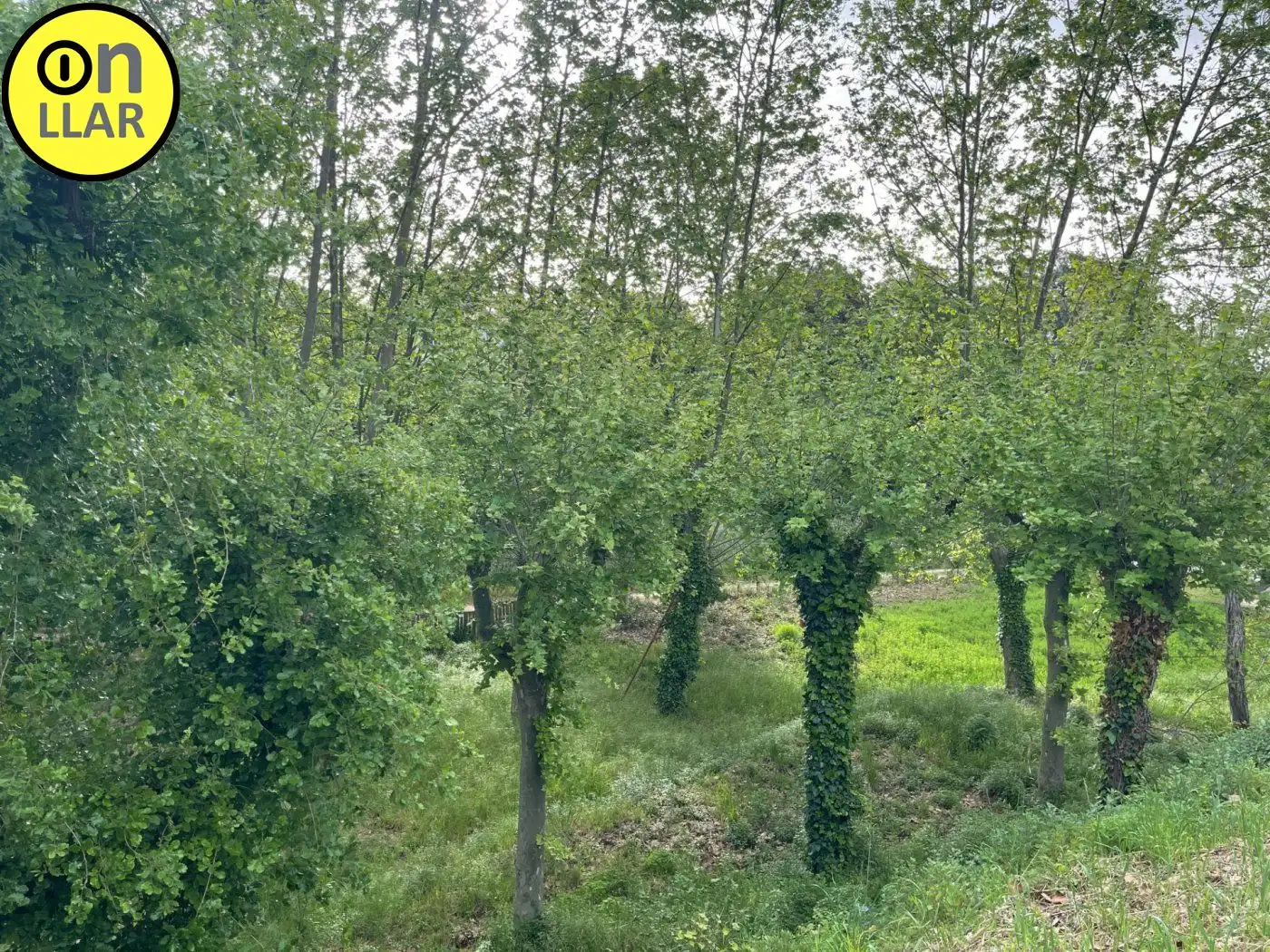 Residential land for sale in Calle Alzina, imagen 21
