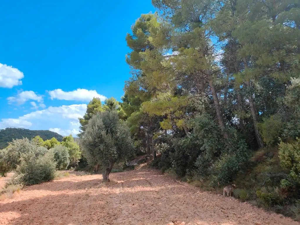 Grundstücke zum Verkauf in Belmonte de San José
