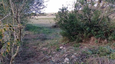 Parcela Rustica en Manacor, imatge 4