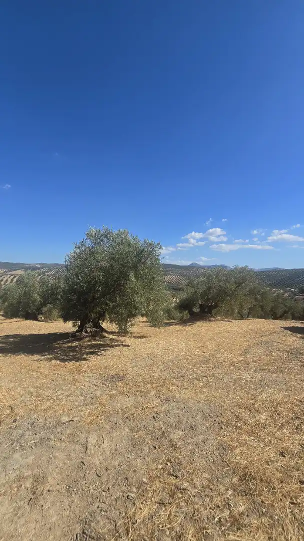 Terrain rustique à vendre à Las Vegas - Campoaras, imagen 14