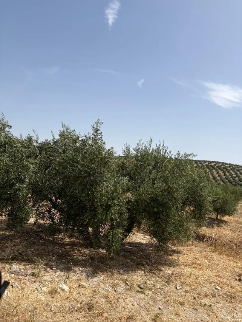 Land for sale in Santiago de Calatrava