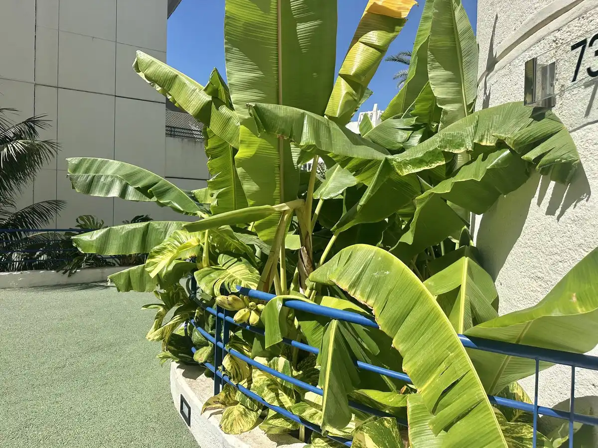 Dúplex amb ascensor en venda a Marbella Centro, imagen 46