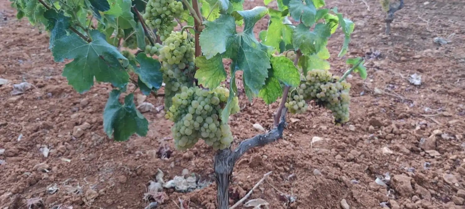 Jardí de Finca rústica en venda en Benidoleig amb Jardí privat, Terrassa i Piscina