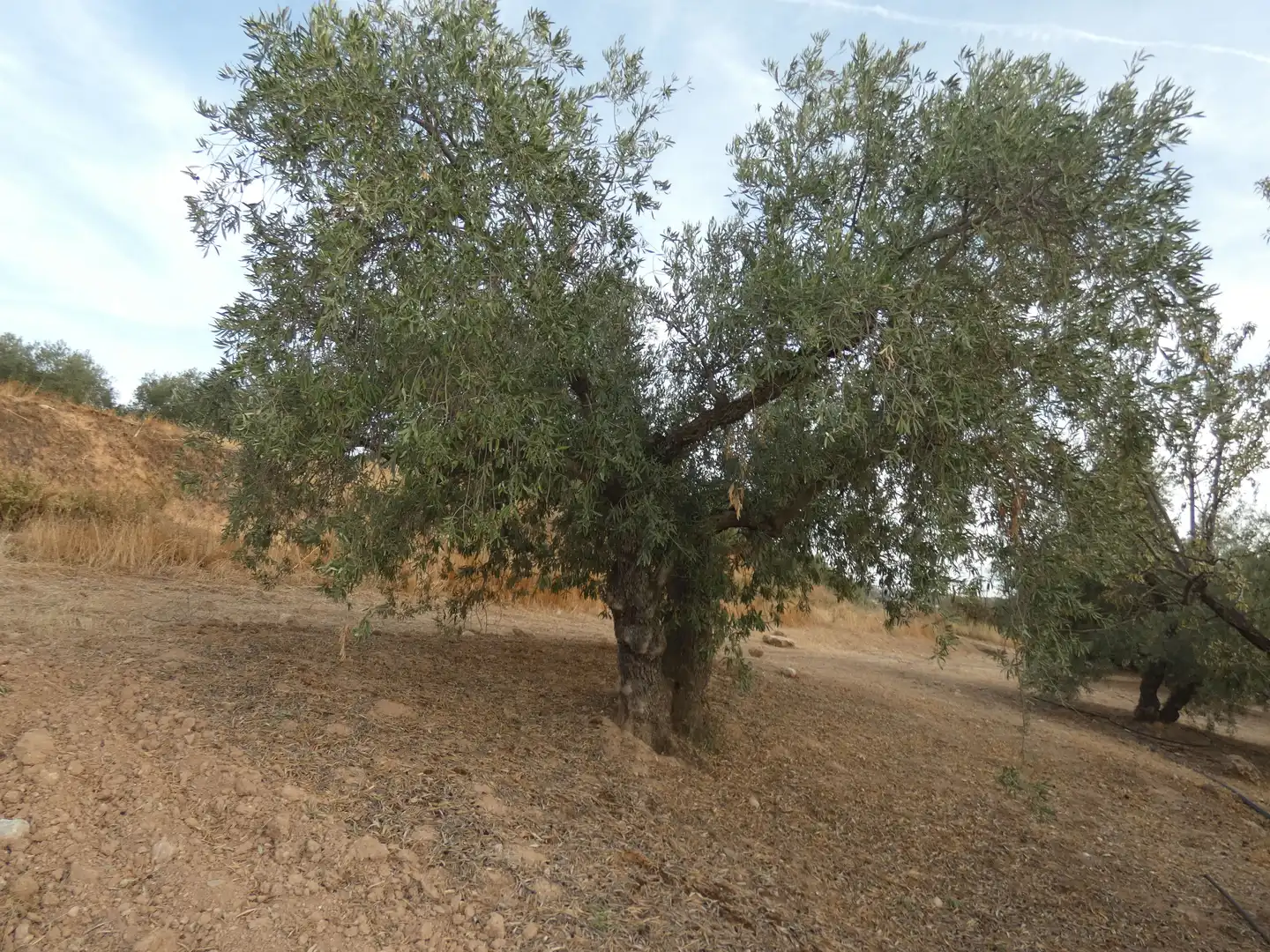 Terreni e lotti in vendita a Cogollos de la Vega, imagen 3
