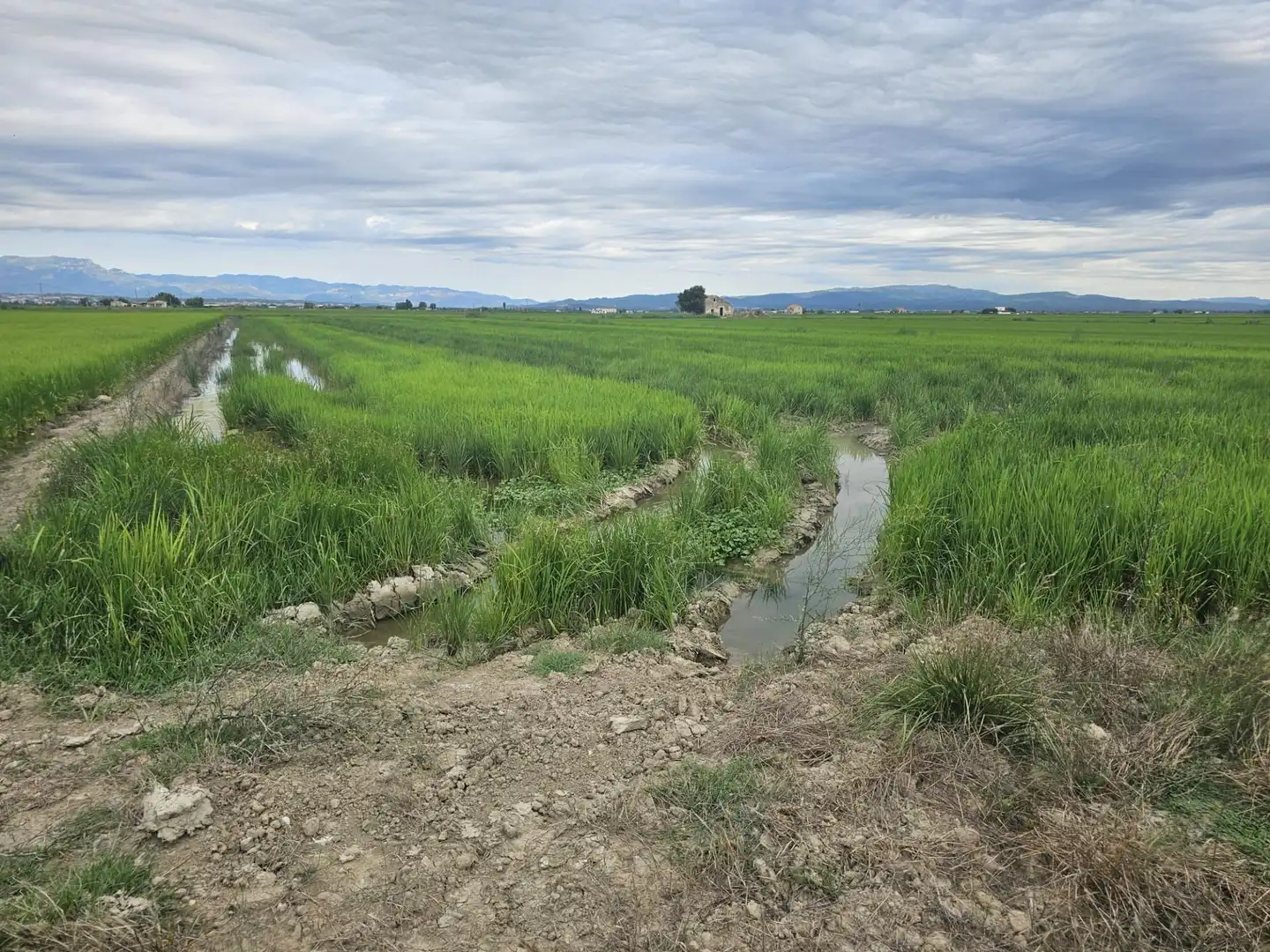 Terreno en venta en Amposta