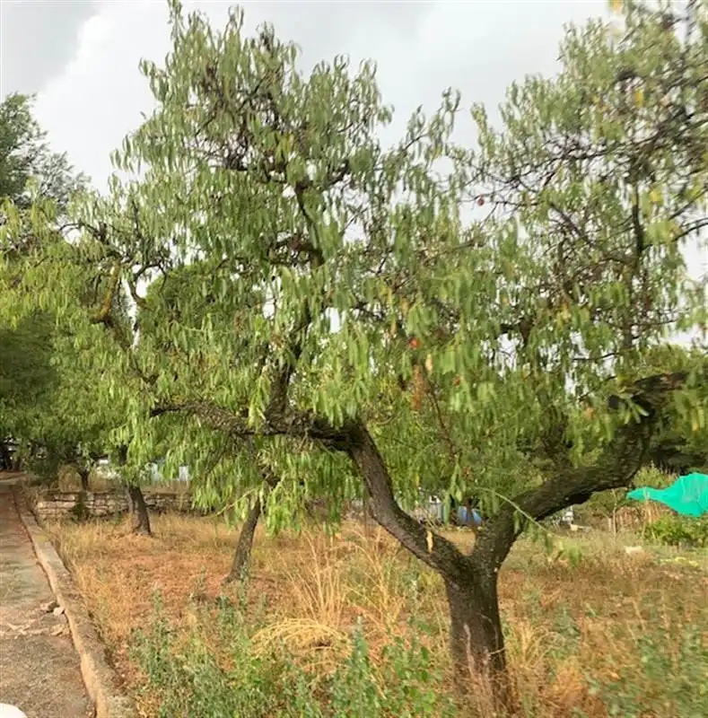 Jardí de Casa o xalet en venda en Òdena