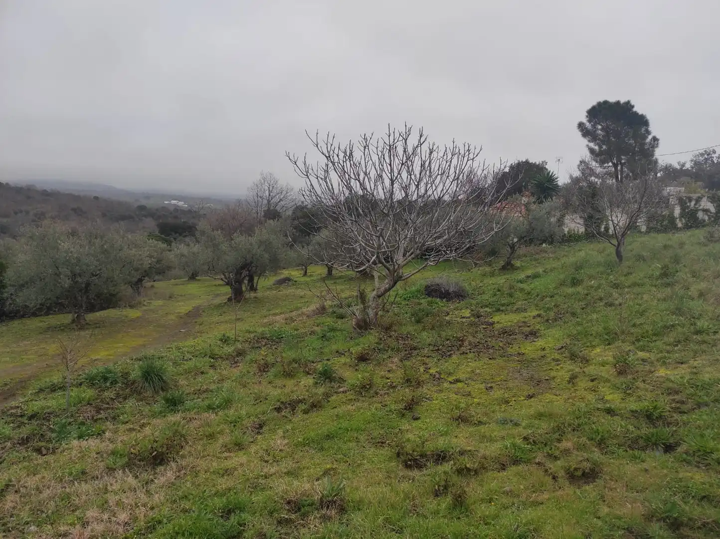 Terreno en venta en Plasencia
