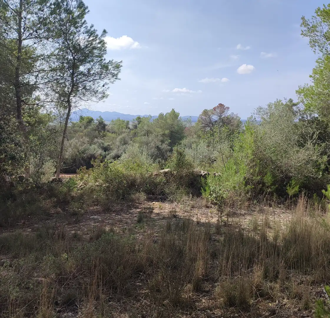 Rural land for sale in Sant Joan, imagen 11