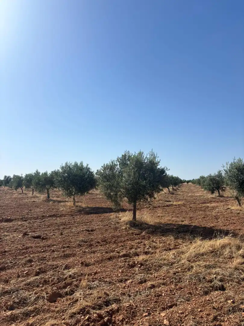Rural land for sale in Valdepeñas, imagen 17