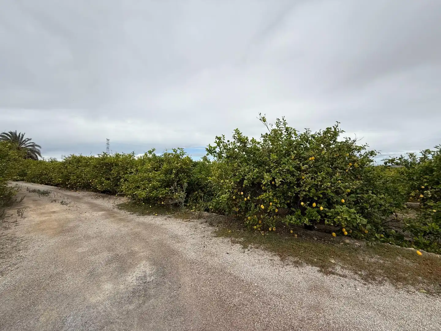 Terreno rústico en venta en Camino San Miguel de Salinas, imagen 6