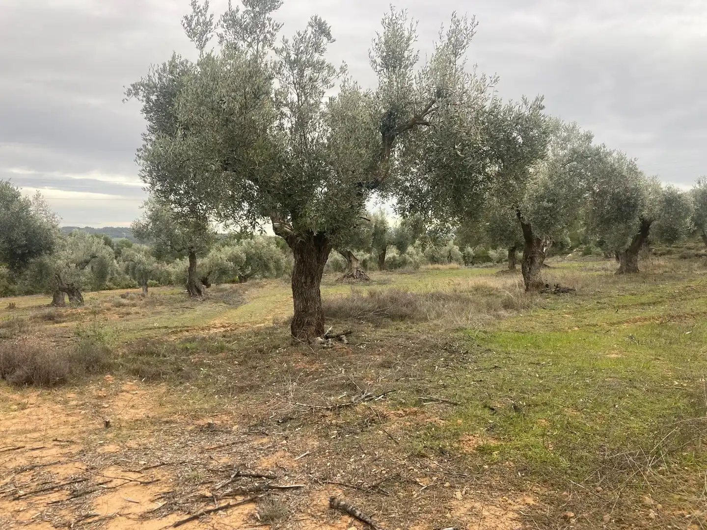 Terreni e lotti in vendita a Valderrobres, imagen 6