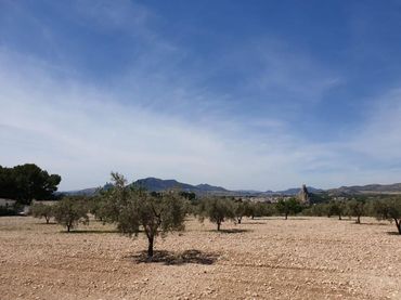 Terreny residencial en venda a Sax
