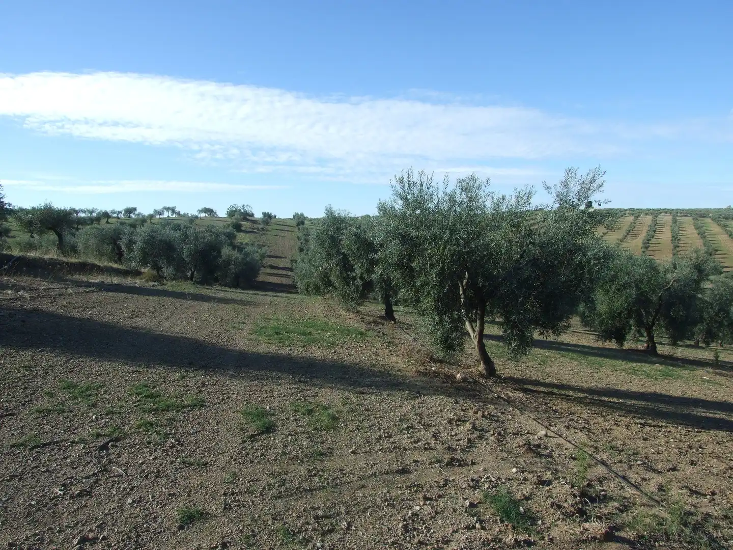Terreno en venta en Calzadilla de los Barros