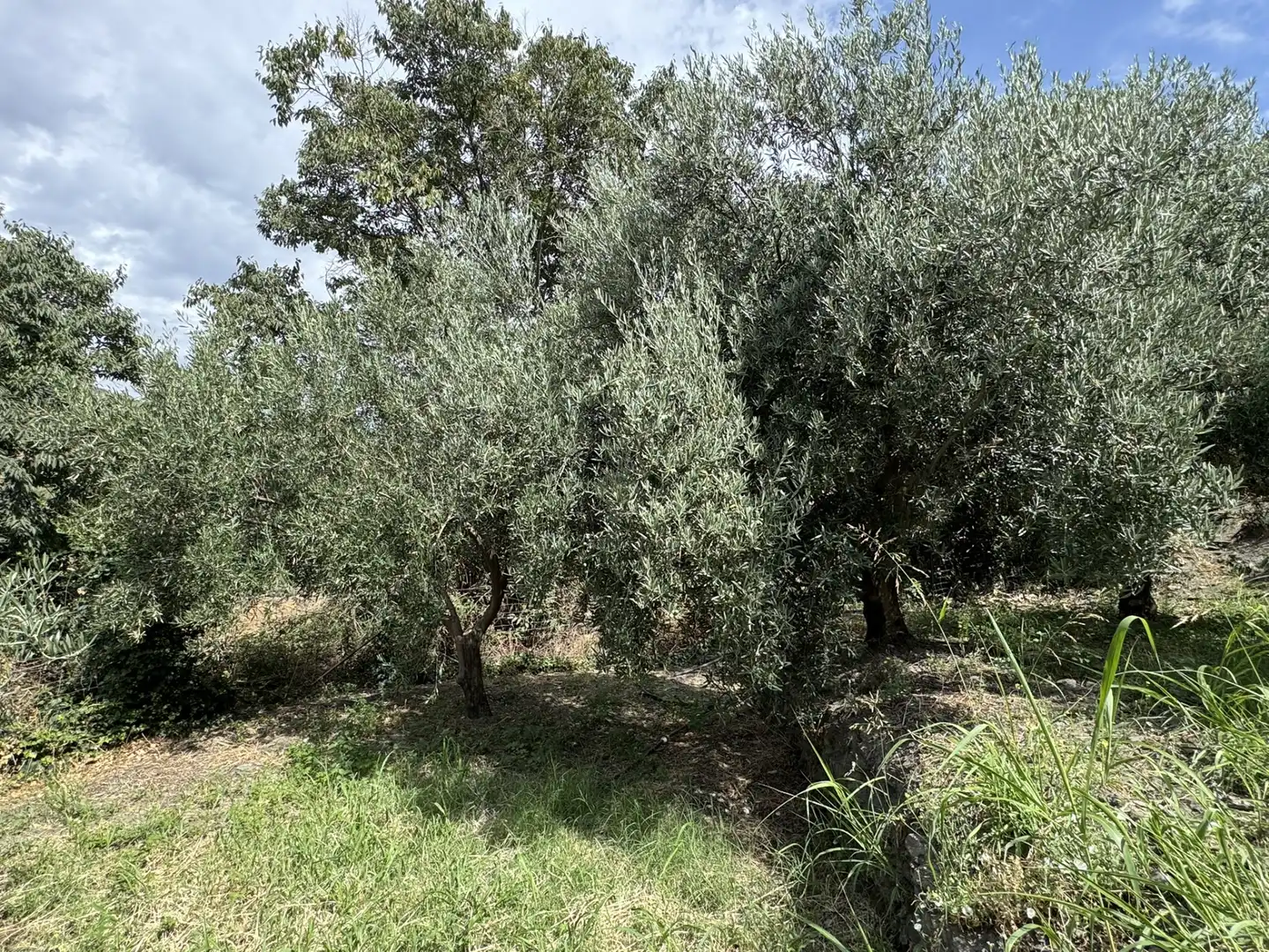 Terreny en venda en Ohanes