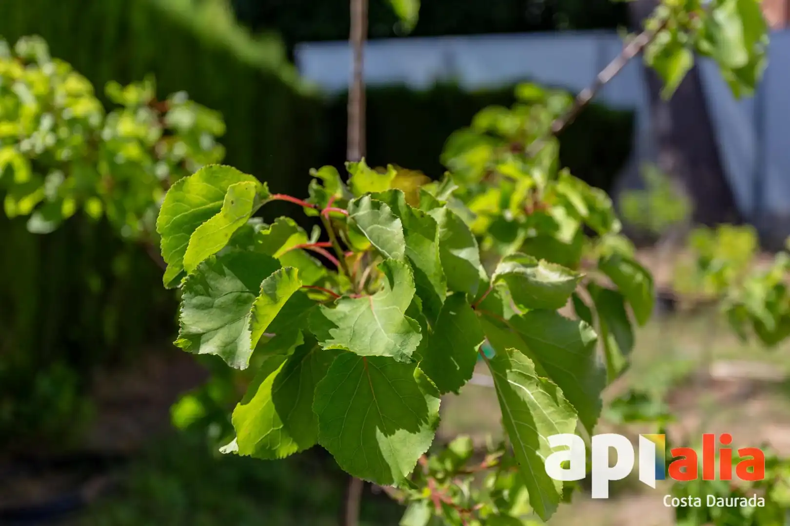 Jardí de Casa o xalet en venda en Salou amb Calefacció, Jardí privat i Terrassa