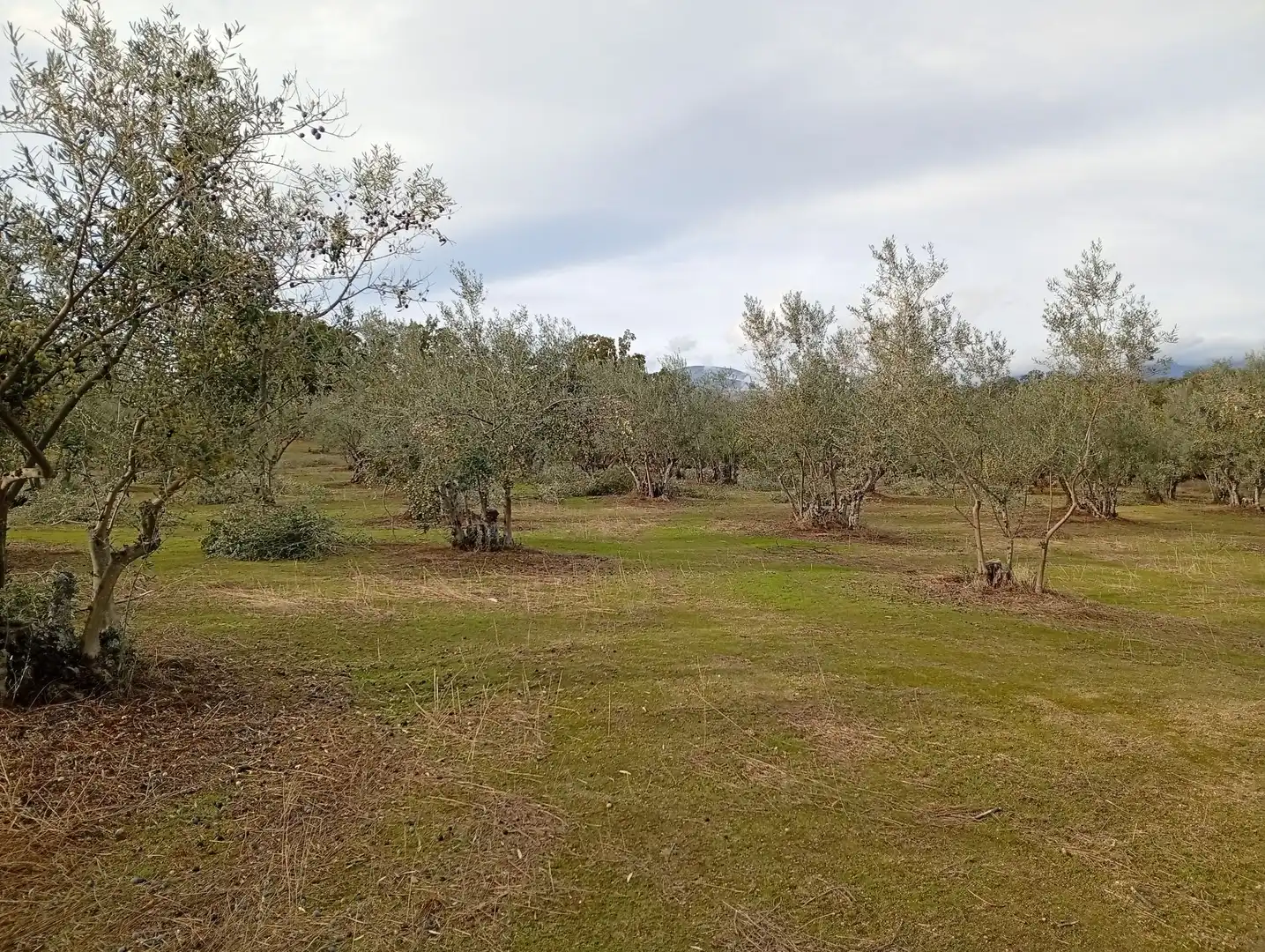 Terreni e lotti in vendita a Villanueva de la Vera, imagen 16
