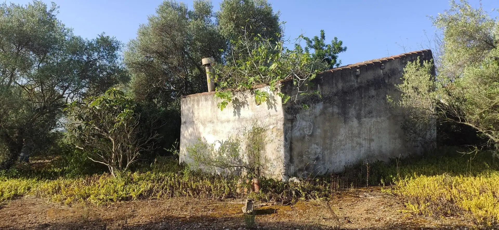 Country homes for sale in Eucaliptus - Poble Nou del Delta