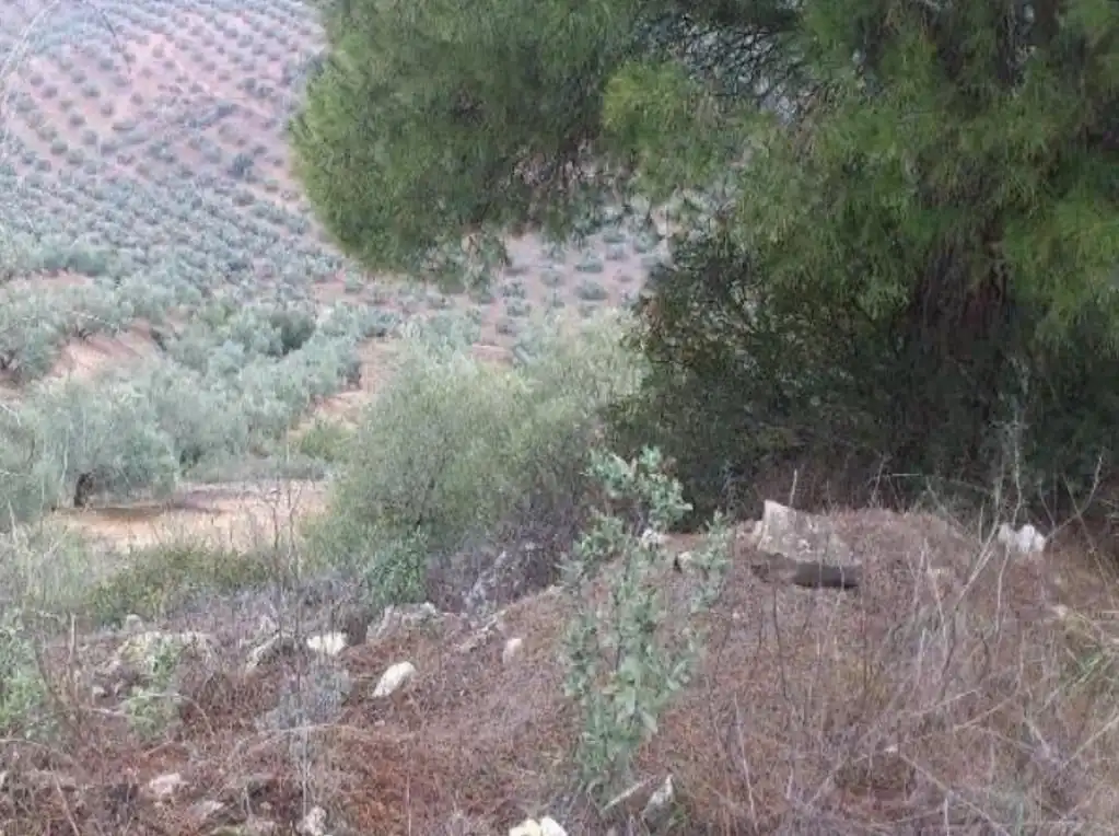 Terreni e lotti in vendita a Calle Belisa 2, imagen 3