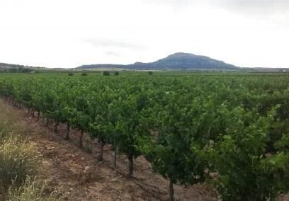Land for sale in Yecla