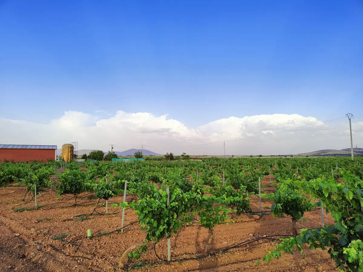 Casa rústica en venda a Valdepeñas, imagen 2