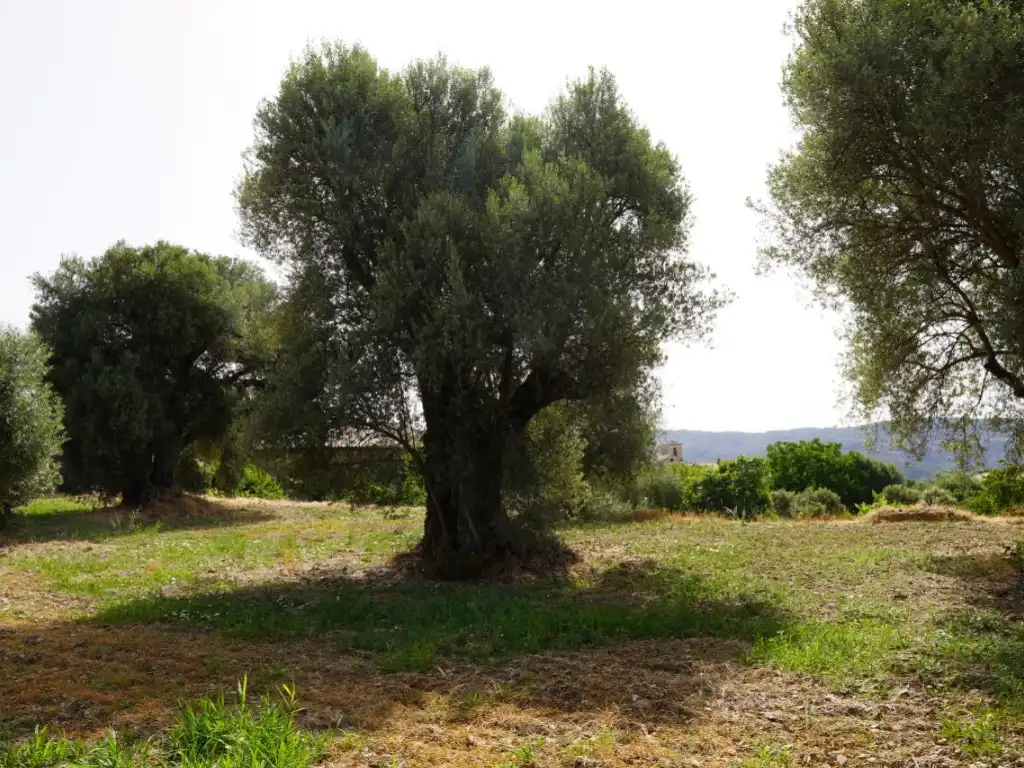 Terreni e lotti in vendita a Camino Casa Olivera(Lecina) 1, imagen 15