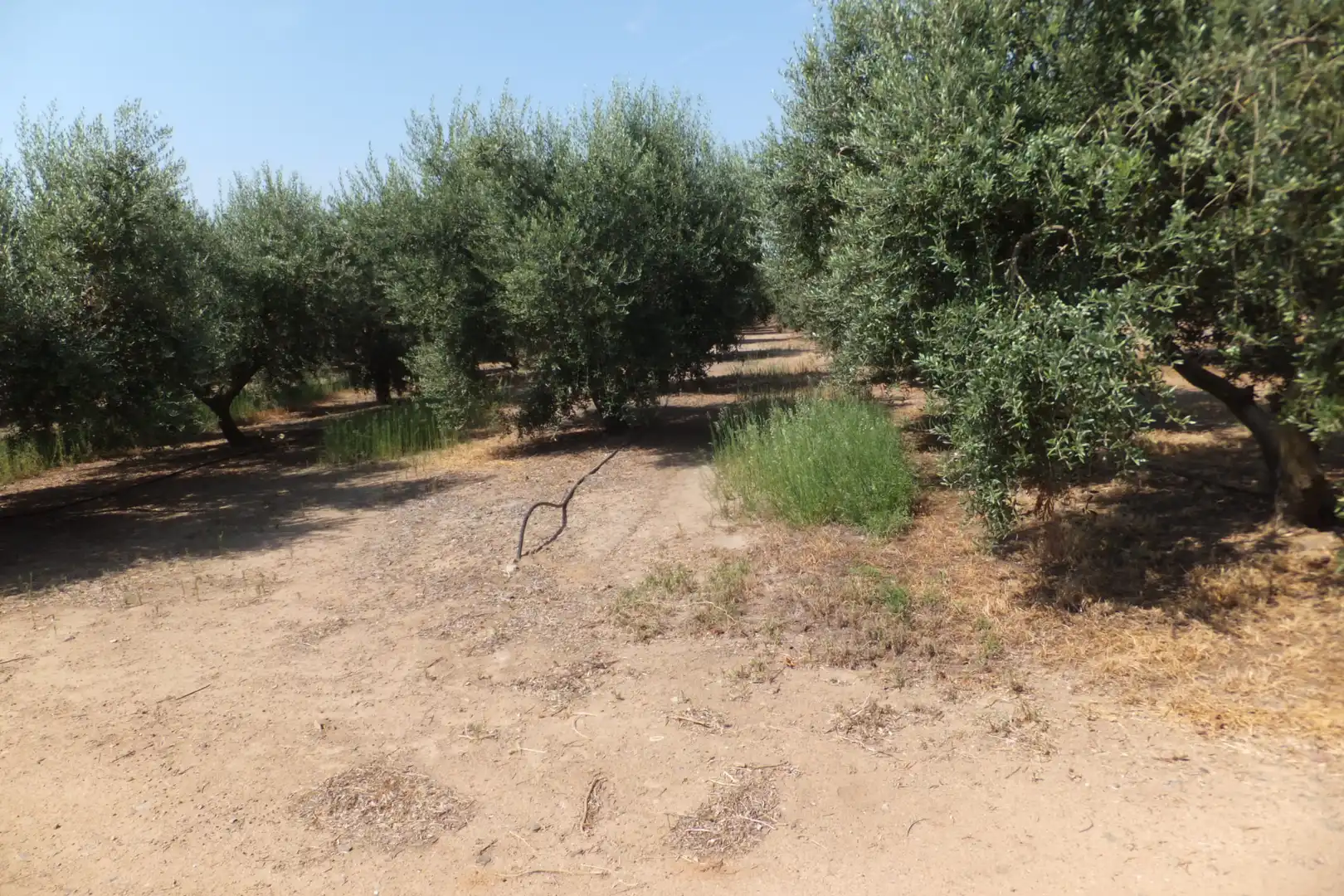 Terreno rústico en venta en Vial Camino, imagen 45