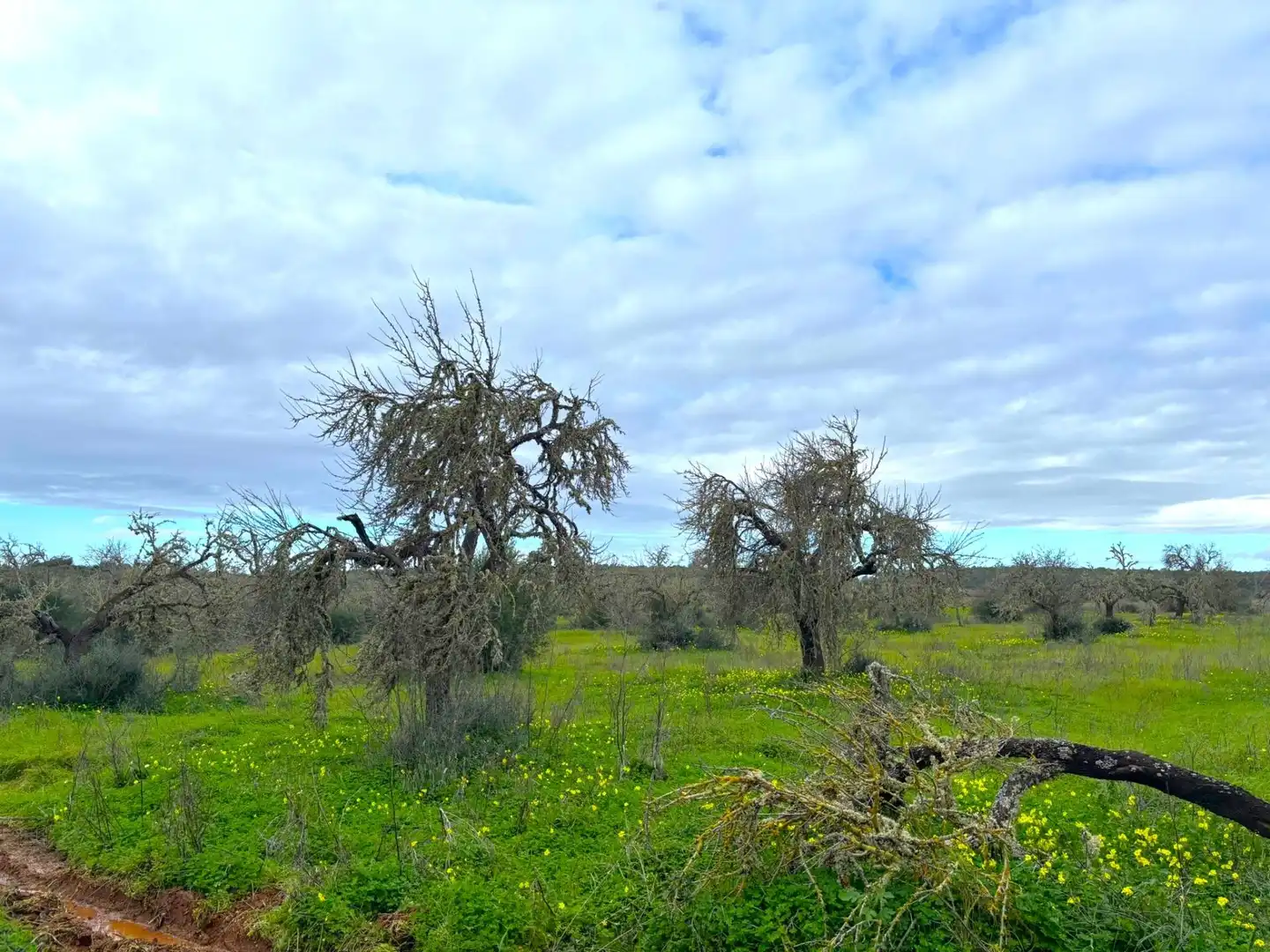Residential land for sale in Zona Rústica - Interior, imagen 3