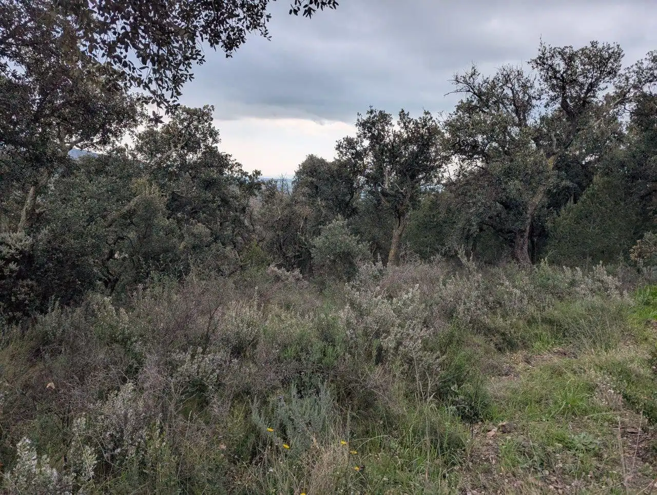 Rural land for sale in EL MON PERDUT, imagen 3